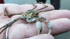 Pyromaia tuberculata