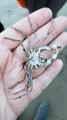 Pyromaia tuberculata