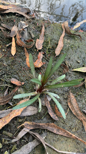 iNaturalist observation photo of Western Marsh Rosemary
