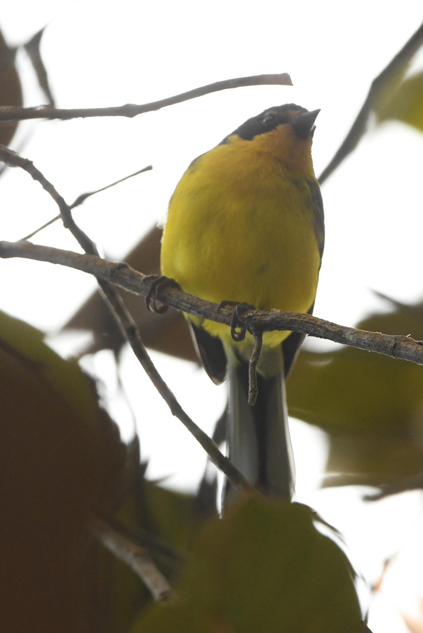 Yellow-crowned Whitestart (Myioborus flavivertex), photo 3