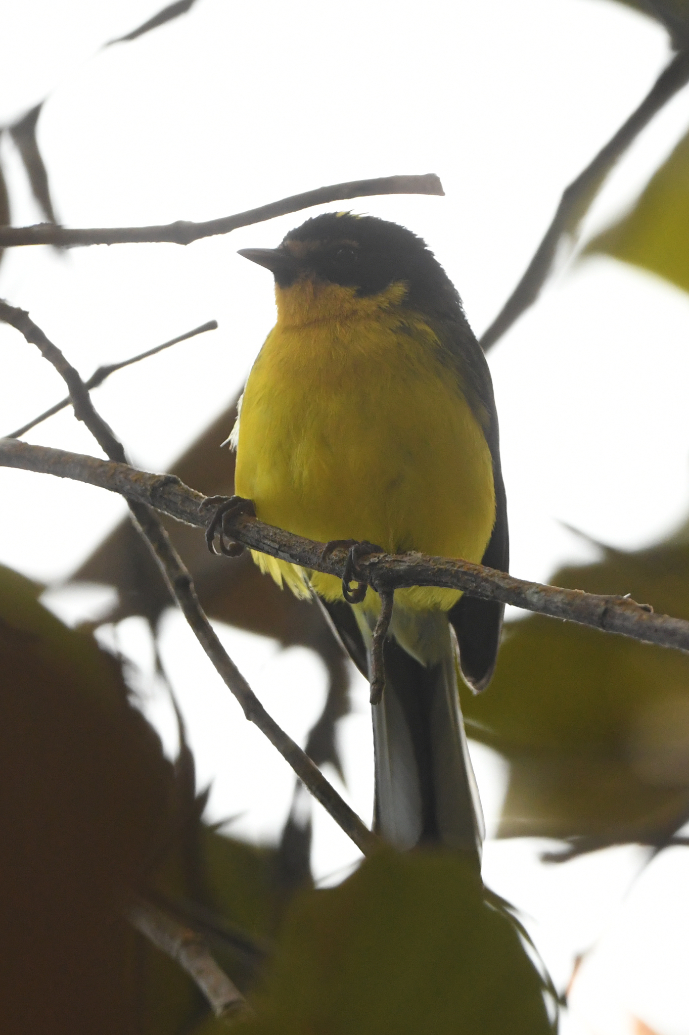 Yellow-crowned Whitestart (Myioborus flavivertex), photo 2