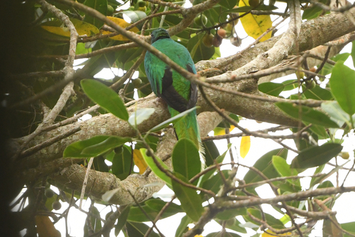 White-tipped Quetzal (Pharomachrus fulgidus), photo 7