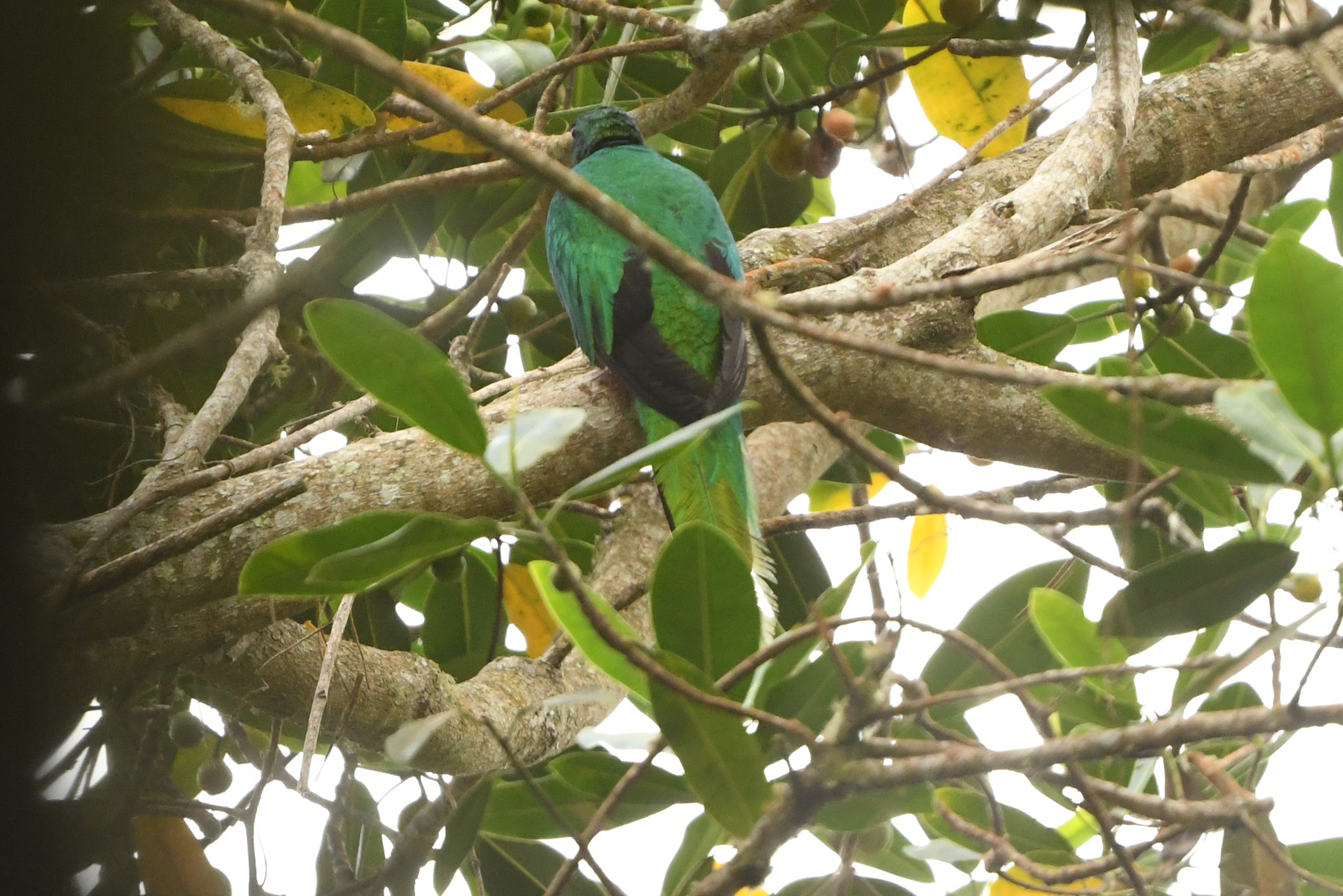 White-tipped Quetzal (Pharomachrus fulgidus), photo 4