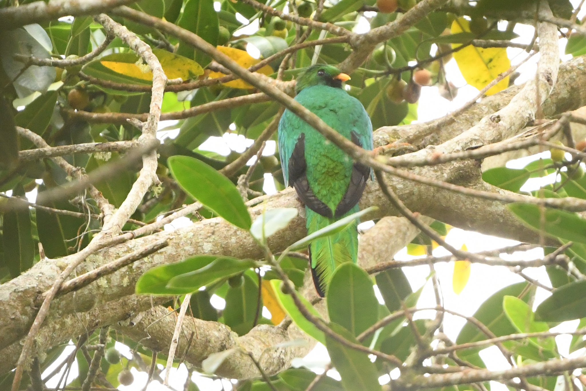 White-tipped Quetzal (Pharomachrus fulgidus), photo 3