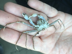 Pyromaia tuberculata