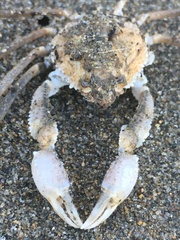 Pyromaia tuberculata