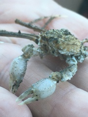 Pyromaia tuberculata