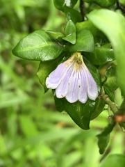 Sclerochiton harveyanus