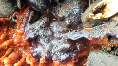 Watersipora subtorquata