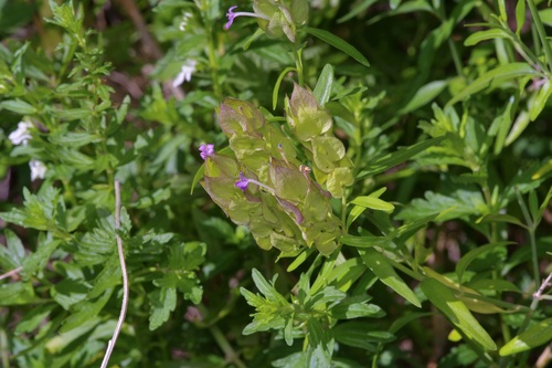 Montell bractspike (Yeatesia platystegia)