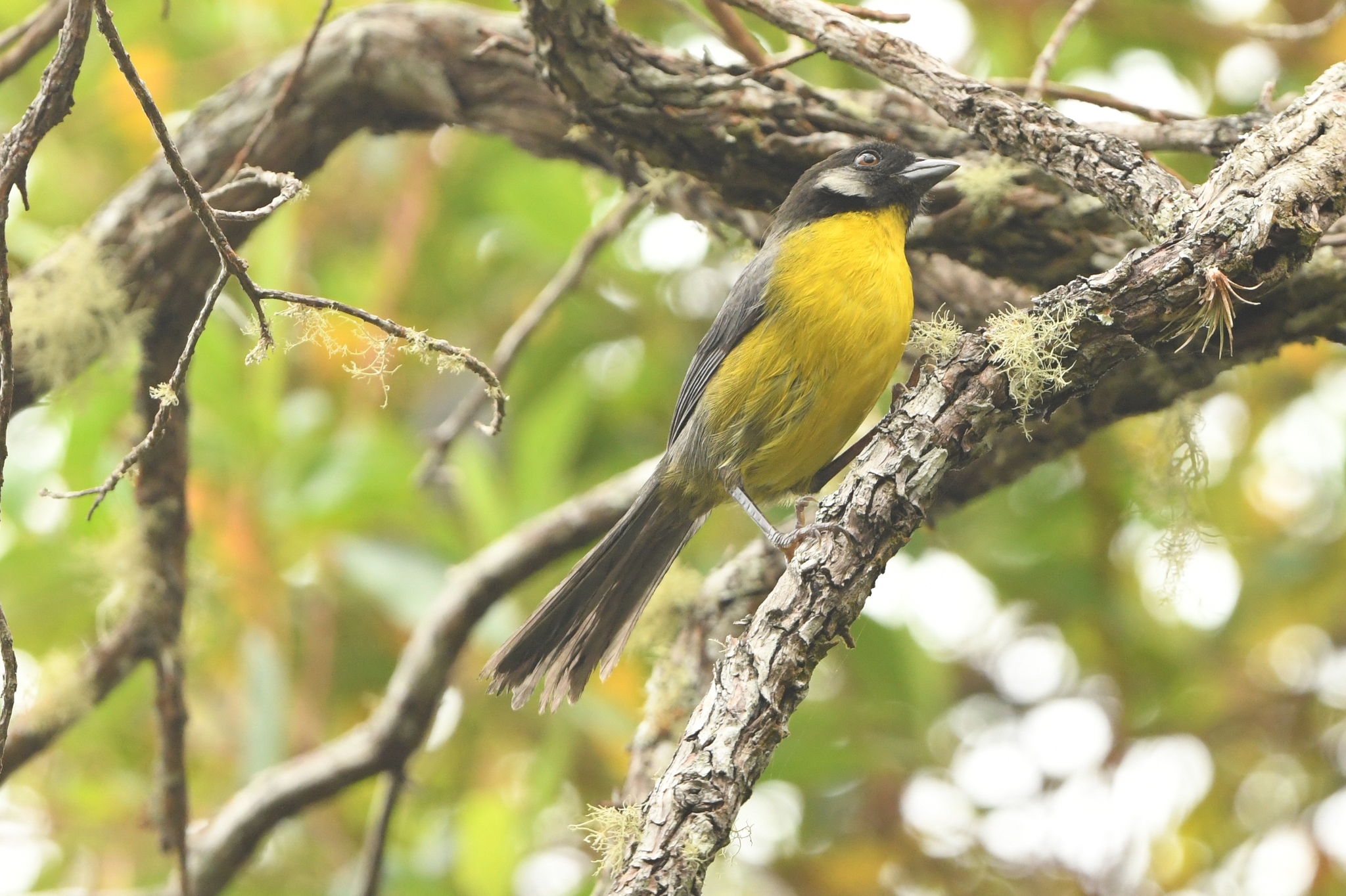 Santa Marta Brushfinch (Atlapetes melanocephalus), photo 7