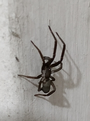 Kukulcania hibernalis