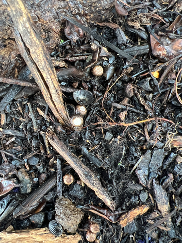 Cyathus, 2025-12-19