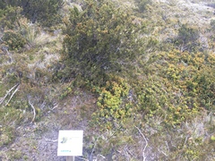 Pherosphaera hookeriana