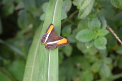 Adelpha cytherea cytherea