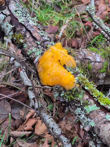 Golden Jelly Fungus