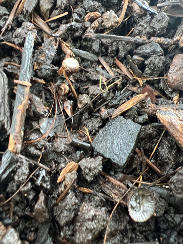 Cyathus, 2025-12-19
