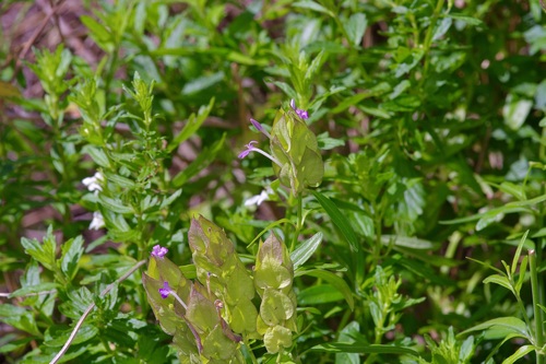 Yeatesia platystegia, photograph 3