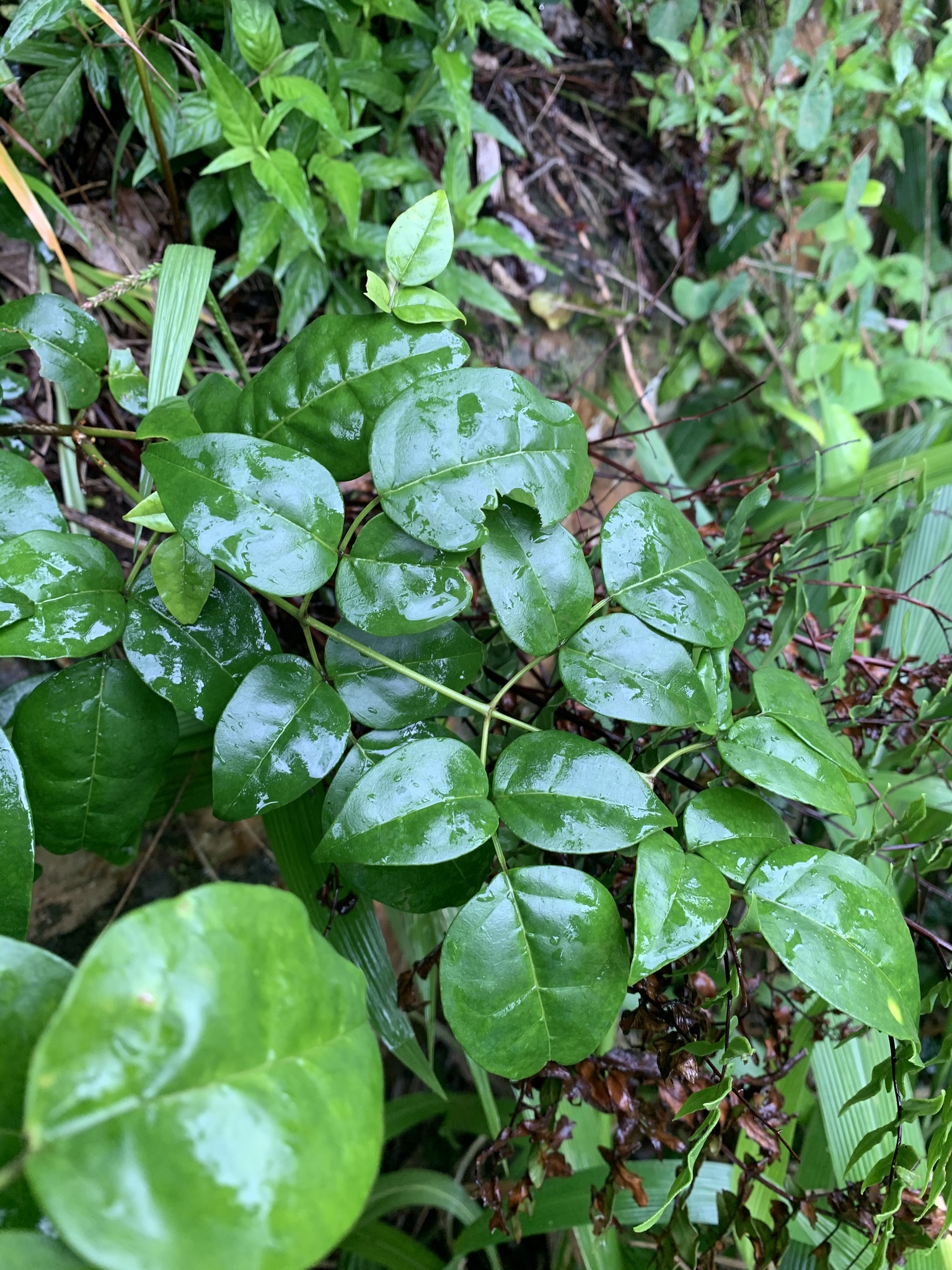 Jasminum abyssinicum Hochst. ex DC.