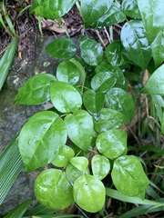 Jasminum abyssinicum