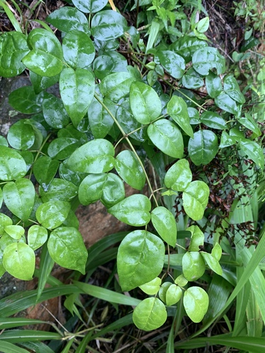 Forest jasmine (Jasminum abyssinicum)