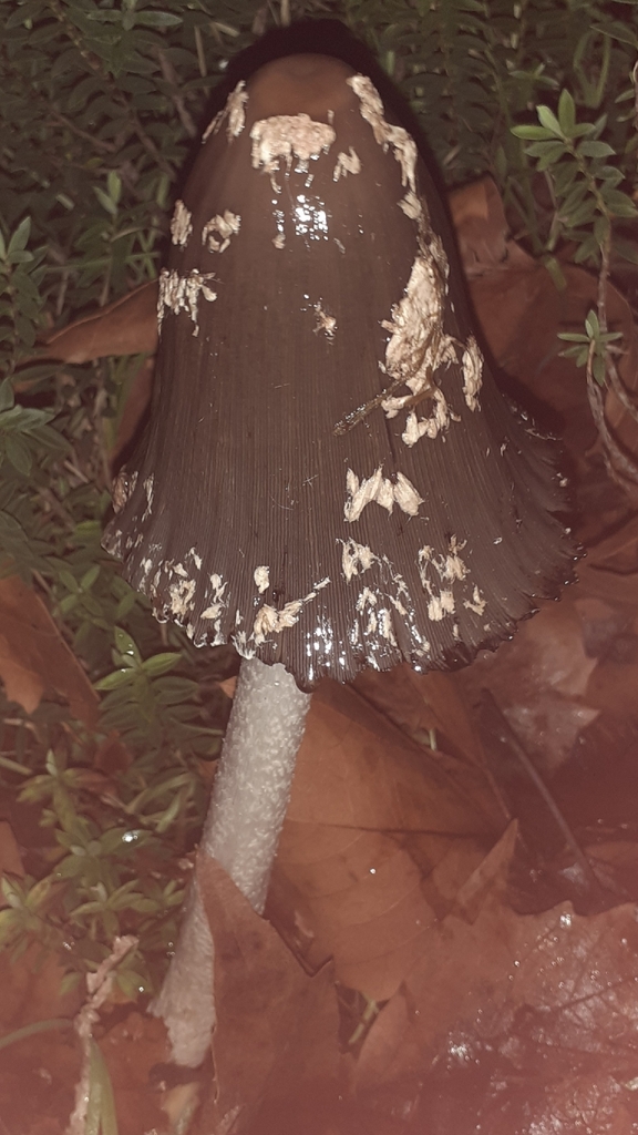 Coprinopsis picacea · December 2025 · photo: © bogsuckers (iNaturalist, cc-by)
