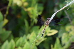 Erythrodiplax umbrata