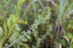 Erythrodiplax umbrata