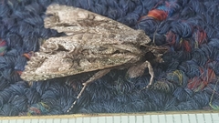 Ichneutica mutans