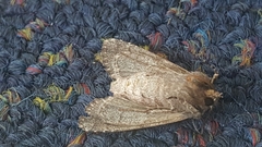 Ichneutica mutans