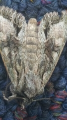 Ichneutica mutans