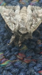 Ichneutica mutans