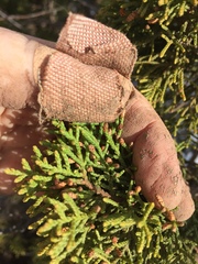 Juniperus pinchotii