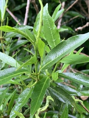 Tricalysia capensis transvaalensis