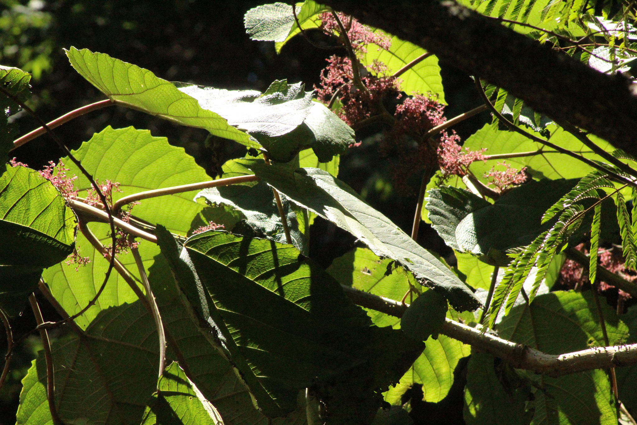 Urera baccifera