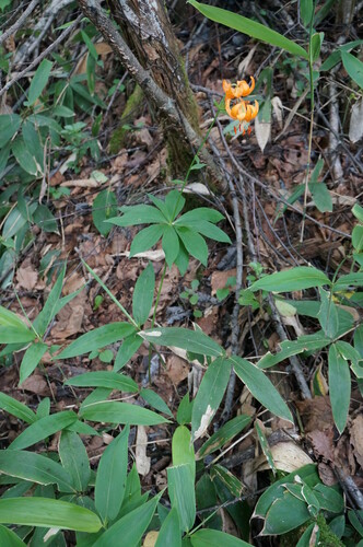 Lilium medeoloides iNat (3)
