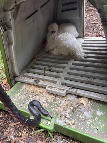Red-bellied Black Snake sighting