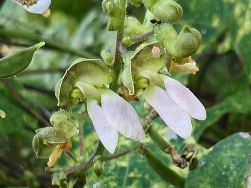 Phaseolus lunatus, photograph 1