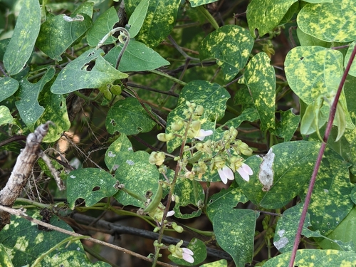 Phaseolus lunatus, photograph 2