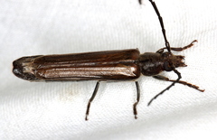 Neostenus