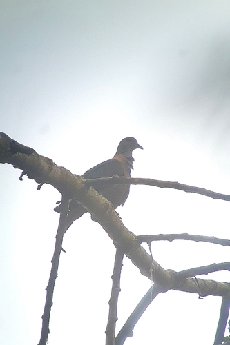 Western Bronze-naped Pigeon (Columba iriditorques), photo 6