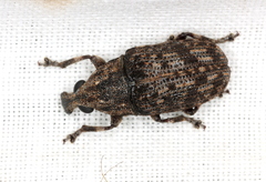 Taburnus neglectus