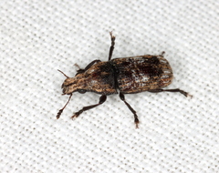 Taburnus breviceps