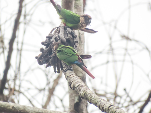 Painted Parakeet (Pyrrhura picta)