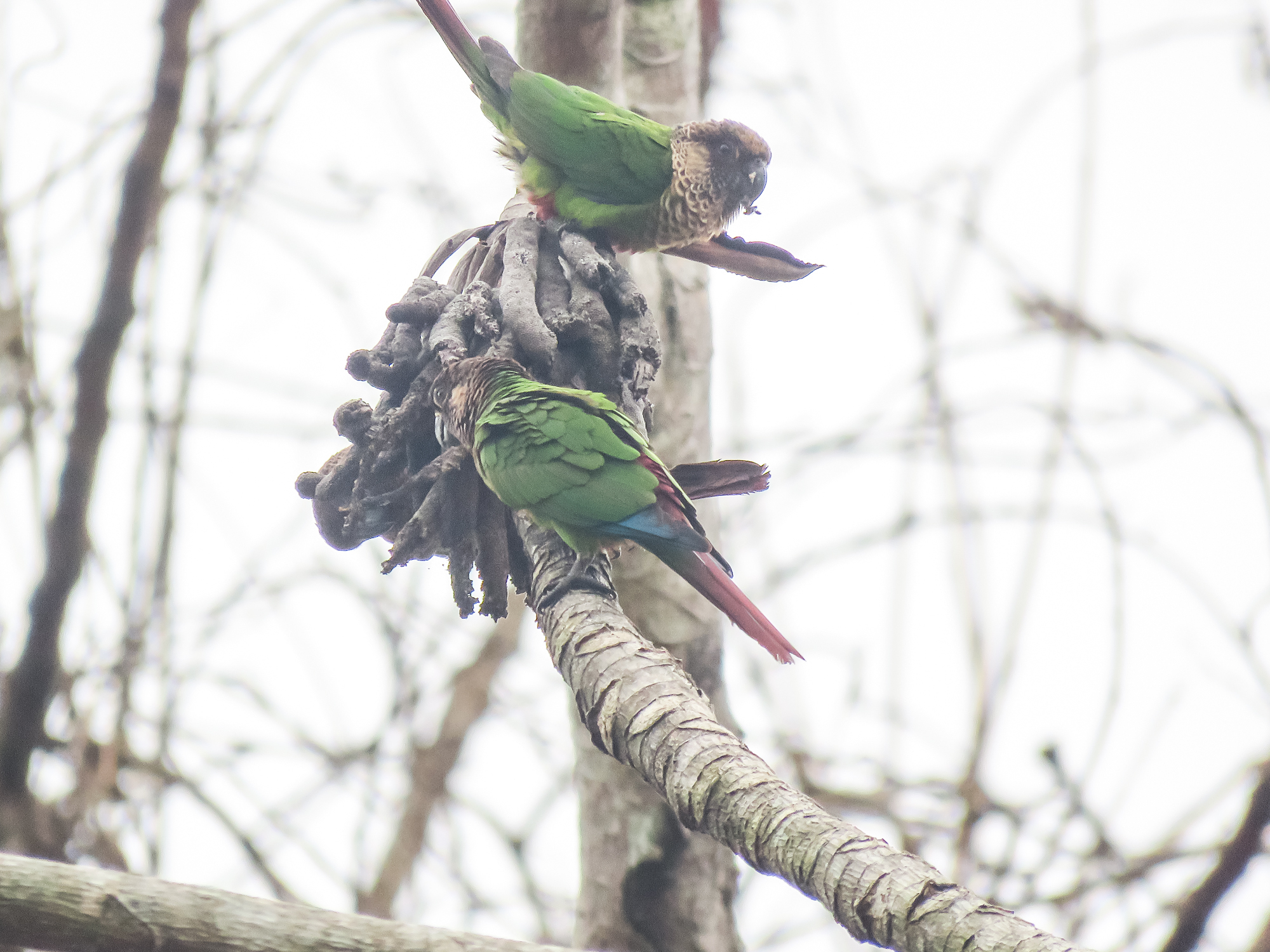 Painted Parakeet (Pyrrhura picta), photo 1