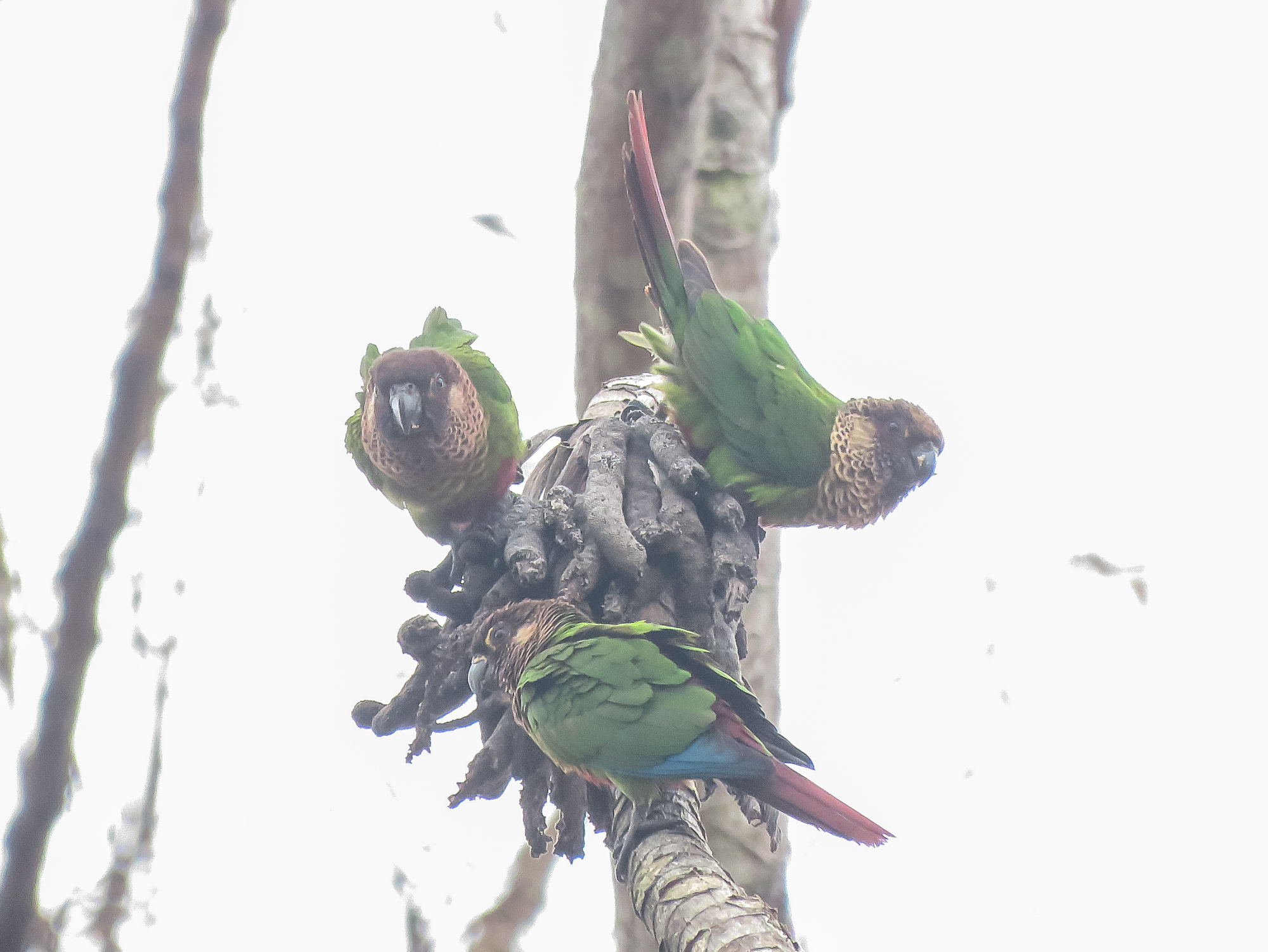 Painted Parakeet (Pyrrhura picta), photo 2
