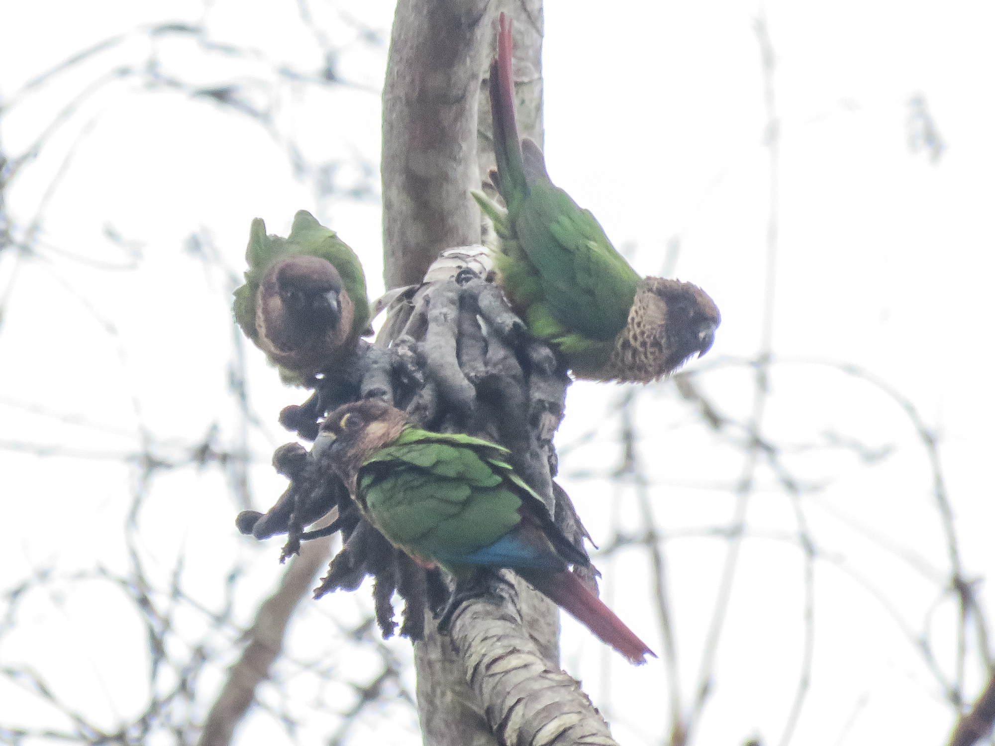 Painted Parakeet (Pyrrhura picta), photo 10
