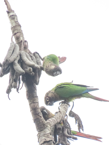 Bonaparte's Parakeet (Pyrrhura lucianii), photo 10