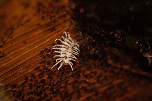 Mealybug Destroyer photo 4