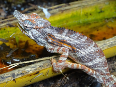 Furcifer minor
